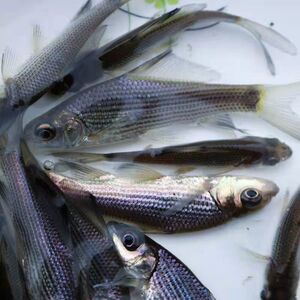 岩鲤岩原鲤黑鲤鱼墨鲤原生鱼高档稀有鱼食用观赏淡水养殖活体鱼苗