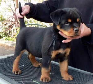 纯种罗威纳犬活体德国牧羊犬幼犬德系护卫犬德牧家养大型犬宠物狗