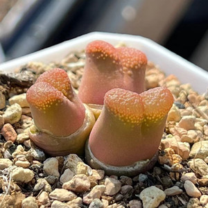 一物一拍 日系大型红宝石风铃玉肉锥 多头红宝石风铃群生母本多肉