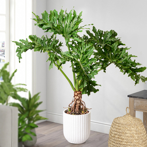 龙鳞春羽植物老桩客厅绿植室内大型北欧网红花卉水培小天使大盆栽