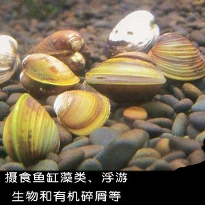 淘宝 鱼缸草缸小河蚌 清道夫除藻螺小贝螺 黄金蚬 溪蚬蚌鳑鲏繁殖