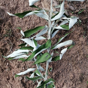 云南羊耳菊中药独叶埔姜白背枫驳骨丹白花洋泡自然生长新鲜现摘