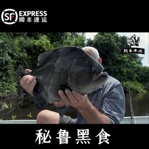 特价秘鲁钻黑普黑鱼食加拉辛古武士胭脂黑斑凶猛热带淡水鱼虎皮鱼