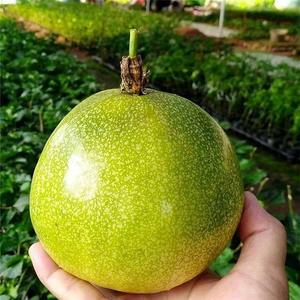 新品台湾金霸黄金百香果巨无霸大果一斤一个种植当年结果广西树苗