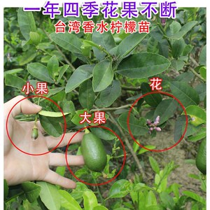 柠檬树苗嫁接西柠四季香水柠檬台湾无籽无核青柠果苗阳台盆栽包邮
