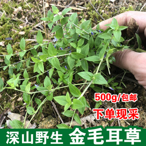 福建野生过路蜈蚣 金毛耳草 黄毛耳草 落地蜈蚣自采新鲜500g包邮