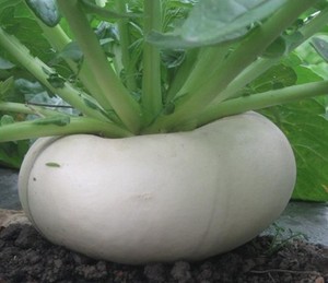 5斤温州特产农家新鲜盘菜头扁萝卜大头菜盘菜5斤装诸葛菜多省包邮