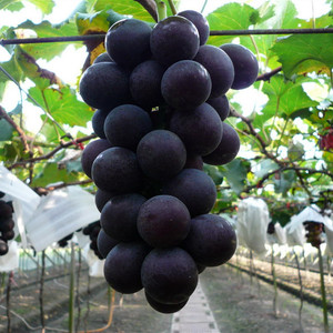 阳光玫瑰葡萄苗树