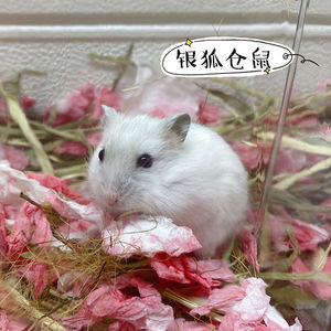 小仓鼠银狐布丁三线紫仓包活宠物情侣幼崽一只金丝熊活体宝宝一对