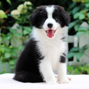 无偿领养高智商边境牧羊犬中型家庭犬黑白边牧幼犬纯种宠物小狗狗