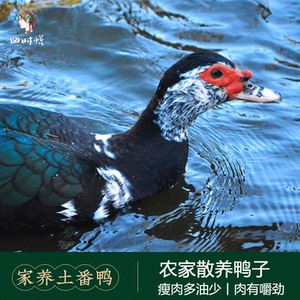 【四时悦_家养番鸭】2年土鸭子农家散养土鸭藤子现杀新鲜农村代购