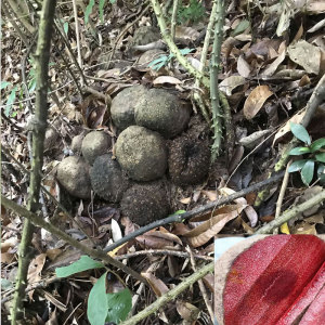 广西野生新鲜薯莨 血三七 血母 红药子 朱砂莲 现挖整个 500g买4