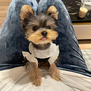 成都犬舍约克夏幼犬纯种活体约克夏金头银背茶杯约克夏宠物狗活物