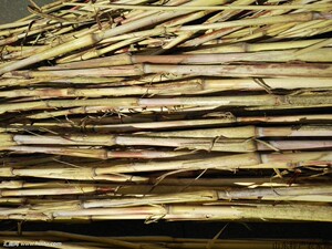 60蝗虫科技公司淘宝高粱穗天然真实红高粱杆子田园农家乐装饰五谷