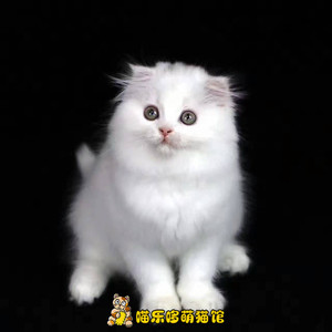 银色金吉拉