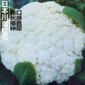 进口松花菜种子青梗花椰菜台湾有机白花菜籽80天春秋四季播蔬菜孑
