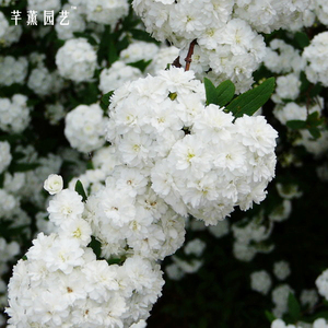 重瓣小手鞠/粉色喷雪花盆栽绿植地栽植物耐热耐寒好养花卉