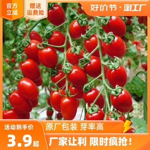 瀑布小番茄种子千禧樱桃西红柿超甜圣女果种籽苗四季播黄蔬菜种孑