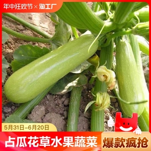 四季盆栽种子水果蔬菜籽种菜高产番茄黄瓜蔬菜种子姑娘开花阳台
