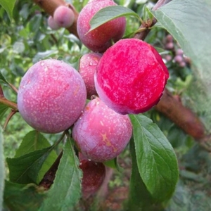 蜂糖李子树苗新品种李子苗三华李当年结果种植地栽西梅水果大果