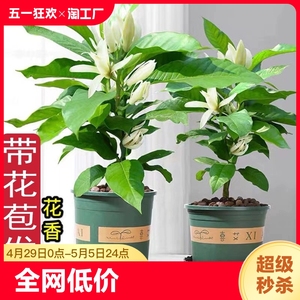 白兰花盆栽室内庭院四季开花好养活植物玉兰花树苗花卉绿植客厅