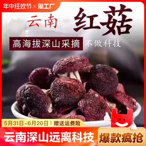 红菇干货新货500g云南特产级深山红菇蓝底红蘑菇菌菇干货月子菇