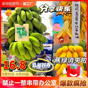 整串办公室水培香蕉禁止蕉绿芭蕉绿植静止小米蕉可食用拒绝焦虑
