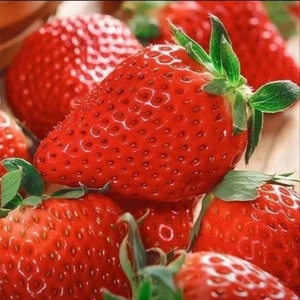 现摘云南夏季商用新鲜草莓批发烘焙茶饮糖葫芦整箱3-5斤
