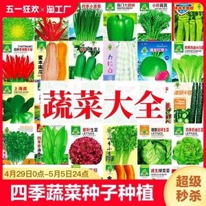 四季奶油生菜种子阳台种植四季播儿童小盆栽蔬菜籽疏菜开花播种