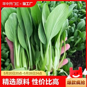 鸡毛菜种子种籽四季小白菜青菜油菜上海青蔬菜菜籽菜种孑大全籽种
