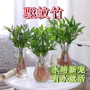 水培竹柏绿植富贵竹盆栽驱蚊竹水培植物室内客厅好养耐寒四季常青