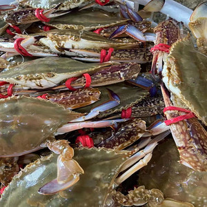 连云港源头深海野生海捕梭子蟹满膏带黄29.9元一只,8只顺丰包邮