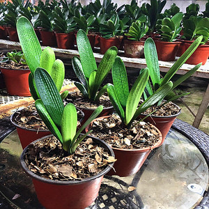 长春钢板麻脸君子兰精品4-5叶小苗 立板技师油匠大桥短叶花卉绿植