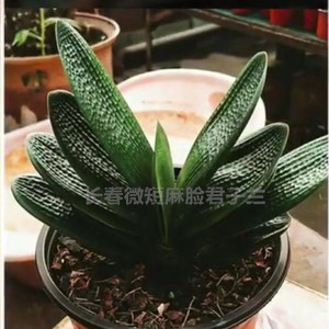 长春微短麻脸君子兰黑珍珠霸王短钢板宽短叶麻脸珍珠王一号绿植苗