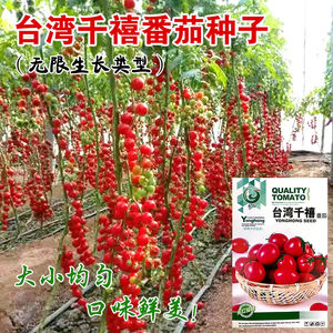 千禧小番茄圣女果苗种孑樱桃小西红柿种子种籽四季盆栽喜水果台湾