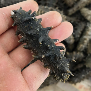 大连拉缸盐半干海参  非干参非即食参 网箱野生高刺盐渍辽参包邮