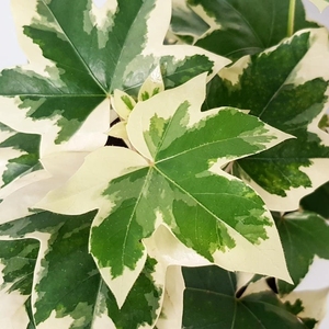 花叶熊掌木盆栽四季常绿木本植物金叶绿植耐热多年生阳台庭院包邮