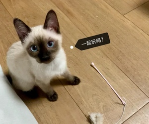纯种暹罗猫星罗猫泰国黑色猫舍血统蓝眼睛挖煤重点布偶小猫咪活物