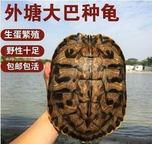 巴西龟活物超大型繁殖乌龟活体种龟下蛋龟好养外塘养殖母龟冷水龟