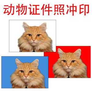 冲洗冲印宠物猫狗证件照冲晒猫狗相片1寸2寸打印猫咪狗狗办证照片