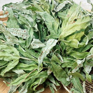 金鸡脚