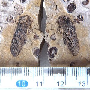 内蒙道虎沟对开昆虫化石材动物蜚蠊小强蝴蝶蚊子古生物科普标本