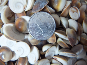 天然太阳贝海贝水云母贝壳鱼缸石扇贝教学标本8888随机发货一个