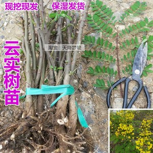 云实刺树