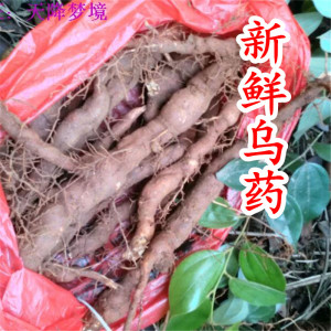 新鲜乌药 铜钱树 现挖乌药根药材 1000克 野生乌药鲜货现挖