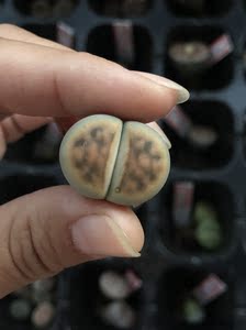 美薰玉生石花