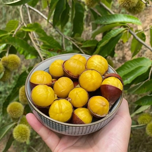 北京2023新栗子纯农家怀柔油栗子粉面好吃5斤包邮毛栗子板栗