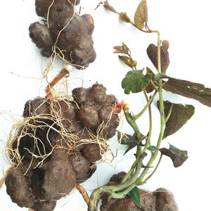 蛇莲贵州新鲜背蛇生 野生朱砂连蛇莲白蛇胆避蛇生辟虺雷500g克