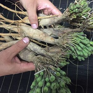 内蒙草原瑞香狼毒,又名断肠草,拔萝卜,燕子花,馒头花(可切片)