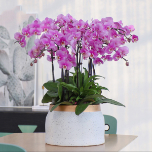 蝴蝶兰盆栽花室内客厅大盆花卉植物送礼高档盆景厦门同城配送上门